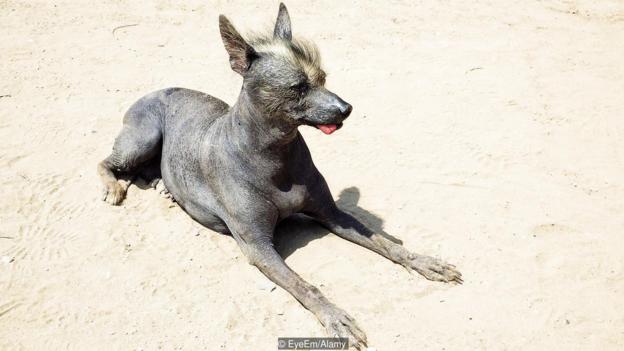 High Angle View Of Hairless Dog On Sunny Day